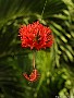 Hibiscus-schizopetalus, File# 6060. Photographer: Susan